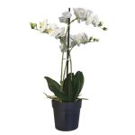 Selyemvirág Orchidea 3 ágú cserepes mûanyag 67cm fehér