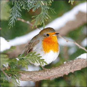 Papírszalvéta Robin a fában 33x33cm
