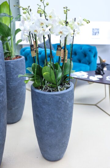 Kompozit kültéri növénytartó szett, Alberta Vase hármas szett grafit, 34x66-56x100cm