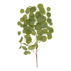 Selyemvirág ág Eucalyptus populus 80 cm