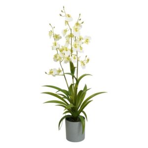 Selyemvirág Lepkeorchidea Oncidium