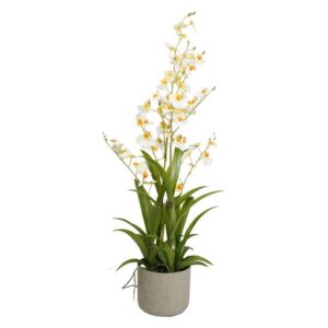 Selyemvirág Orchidea Oncidium