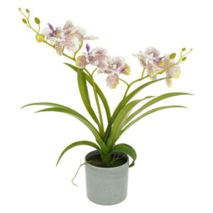 Selyemvirág Orchidea