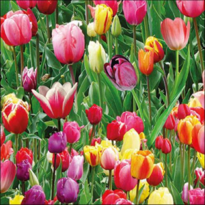 AMB.13317060 Tulips Field papírszalvéta 33x33cm