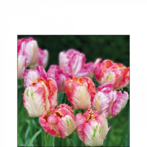 AMB.12517755 Parrot Tulips papírszalvéta 25x25cm