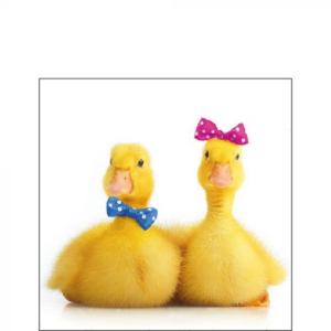 AMB.12516170 Little Ducks papírszalvéta 25x25cm