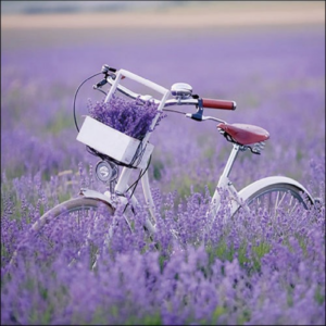 AMB.13317485 Bike In Lavender Field papírszalvéta 33x33cm