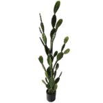 Selyemvirág Fügekaktusz 42 levéllel