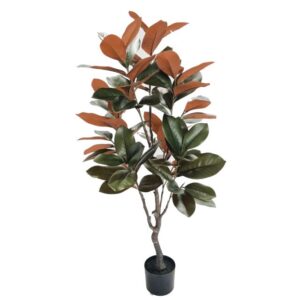 Selyemvirág Magnolia Grandiflora cserepes 120 cm