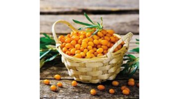 AMB.13309970 Seaberry papírszalvéta 33x33cm