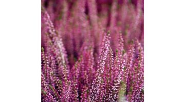 AMB.13309395 Heather papírszalvéta 33x33cm