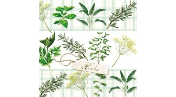 AMB.12509330 Herbs papírszalvéta 25x25cm