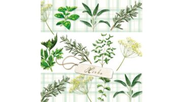 AMB.13309330 Herbs papírszalvéta 33x33cm