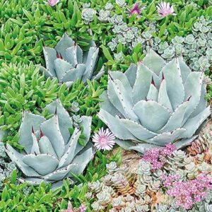 AMB.13314090 Succulent papírszalvéta 33x33cm