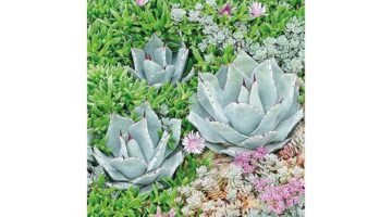 AMB.13314090 Succulent papírszalvéta 33x33cm