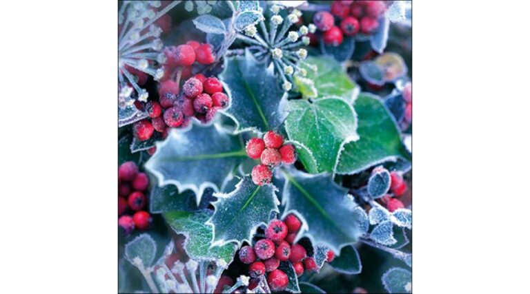 AMB.33316965 Frozen Holly papírszalvéta 33x33cm