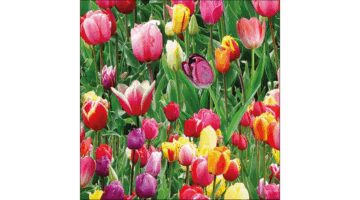 AMB.13317060 Tulips Field papírszalvéta 33x33cm