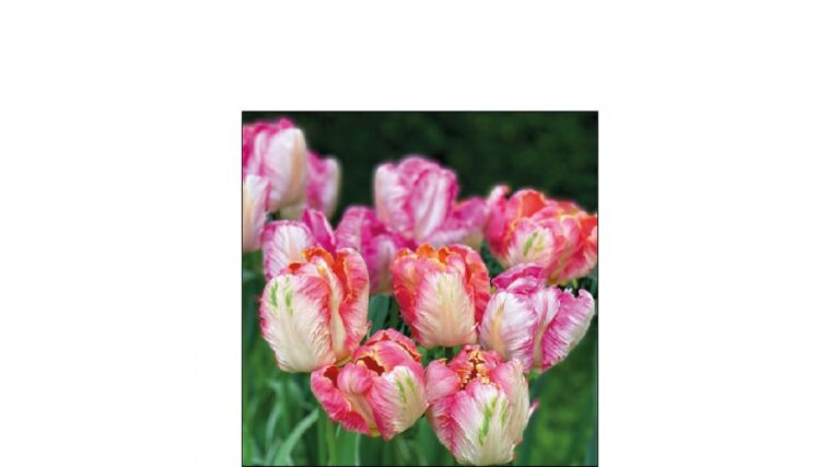 AMB.12517755 Parrot Tulips papírszalvéta 25x25cm