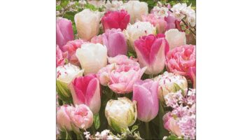 AMB.13317055 Pink Tulips papírszalvéta 33x33cm