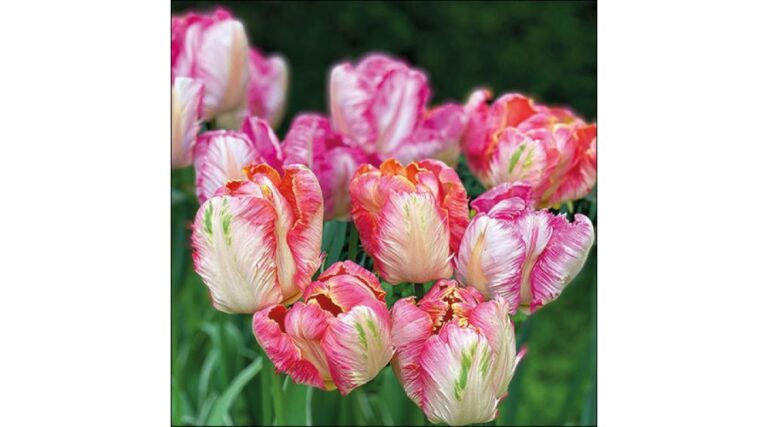 AMB.13317755 Parrot Tulips papírszalvéta 33x33cm