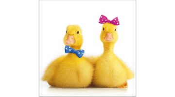 AMB.13316170 Little Ducks papírszalvéta 33x33cm