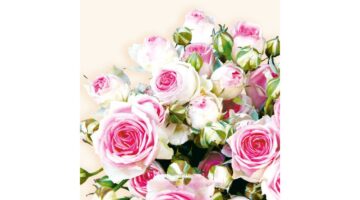AMB.13305155 Maxima Cream papírszalvéta 33x33cm