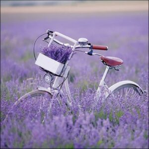 AMB.13317485 Bike In Lavender Field papírszalvéta 33x33cm
