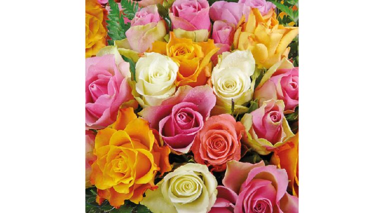 AMB.13308370 Colourful Roses papírszalvéta 33x33cm