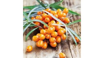 AMB.13313090 Hippohae papírszalvéta 33x33cm