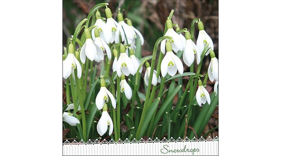 AMB.13316205 Galanthus papírszalvéta 33x33cm