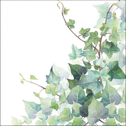Papírszalvéta Hedera Fehér 33x33cm, 20db-os