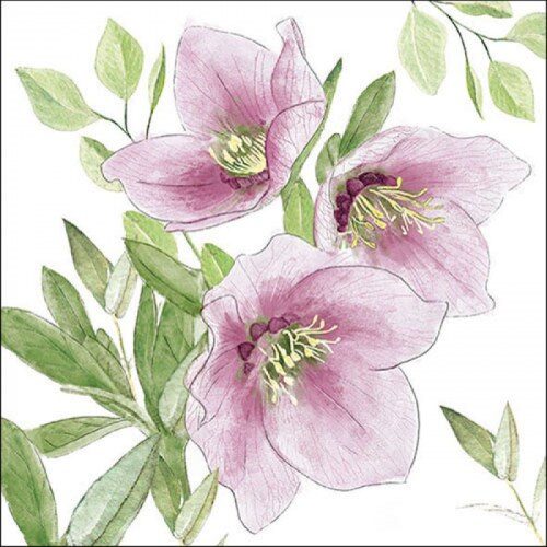 Papírszalvéta Klasszikus helleborus 33x33cm, 20db-os